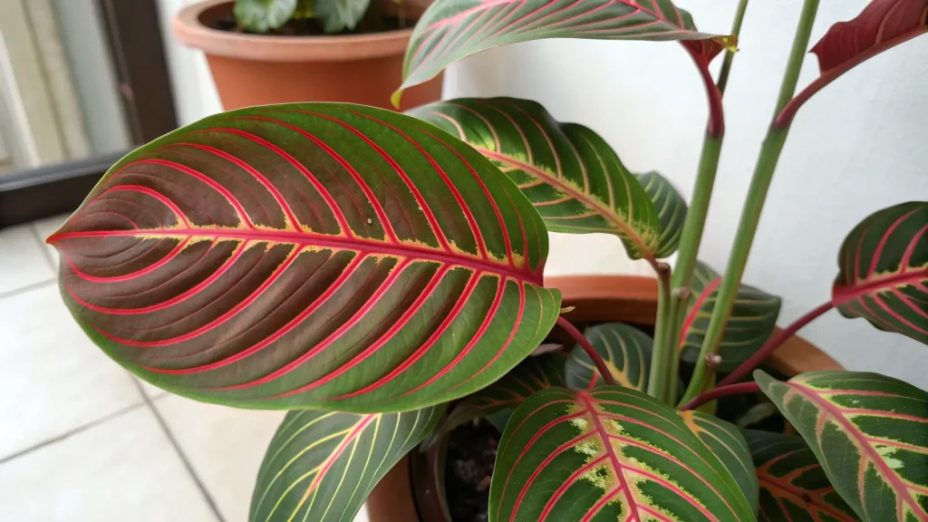 A vibrant Maranta leuconeura 'Red Vein' with its leaves folded up, demonstrating nyctinasty