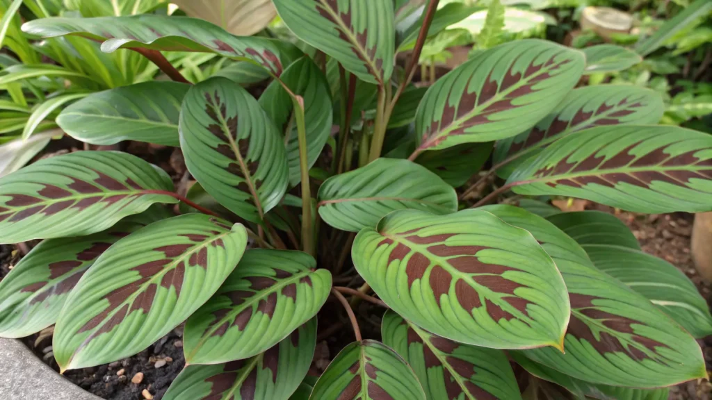 image of a prayer plant showing symptoms of brown leaf tips.