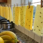 DIY vinegar fly paper strips hanging up to catch fruit flies.