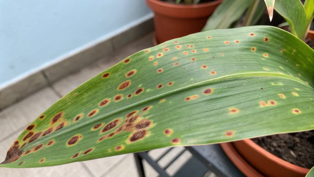 Original photo of a snake plant leaf showing symptoms of fungal leaf spot.